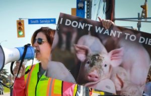 Inspirational Animal Rights Activists: Lori Croonen - We Can Do a lot on Our Own, but So Much More Together